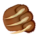 КОГТИ