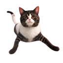 НОЖКИ